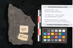 Foto (Objekt + Etikett) von Equisetum ungeri Ettingshausen (NHMW-GEO-2024-0188-10565)
